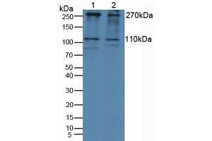 Figure. (IGF2R antibody  (AA 2167-2442))