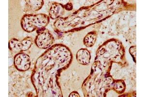 IHC image of ABIN7172411 diluted at 1:300 and staining in paraffin-embedded human placenta tissue performed on a Leica BondTM system. (VGLL1 antibody  (AA 139-250))