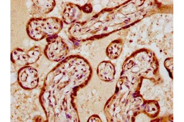 VGLL1 antibody  (AA 139-250)