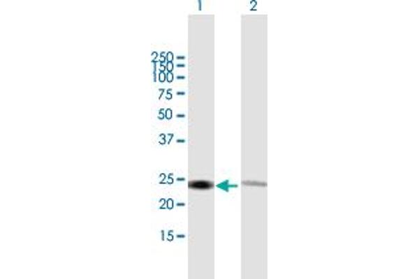 RPL14 抗体  (AA 1-220)