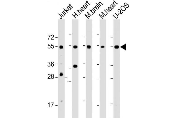 IRX4 anticorps  (AA 107-141)