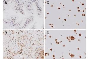 Immunohistochemistry analysis using Rabbit Anti-TLR4 Polyclonal Antibody (ABIN361724).