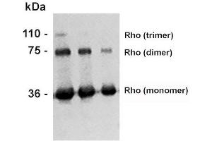 Western Blot analysis of Bovine photoreceptor membranes showing detection of Rhodopsin protein using Mouse Anti-Rhodopsin Monoclonal Antibody, Clone 4D2 (ABIN863082 and ABIN863083). (Rhodopsin antibody)