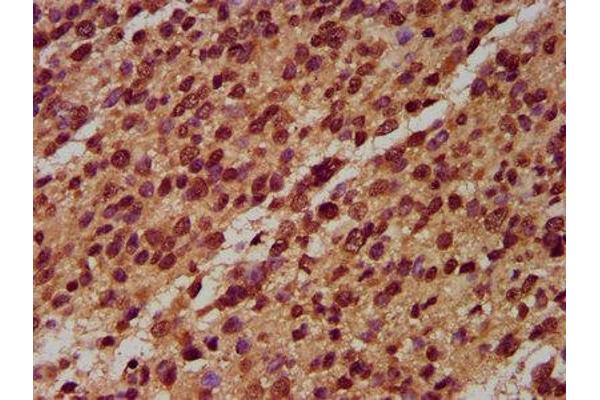 NLRP6 antibody  (AA 154-306)