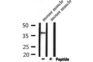 Western blot analysis of extracts from mouse muscle, using DOK4 Antibody. (DOK4 antibody  (N-Term))