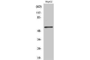 Western Blotting (WB) image for anti-TH (pSer71) antibody (ABIN3180445) (TH antibody  (pSer71))