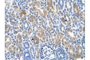 anti-Solute Carrier Family 36 (Proton/amino Acid Symporter), Member 3 (SLC36A3) (N-Term) antibody