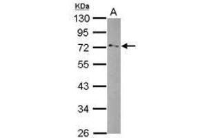 Image no. 1 for anti-Glycerol Phosphate Dehydrogenase 2, Mitochondrial (GPD2) (AA 74-306) antibody (ABIN1498502) (GPD2 antibody  (AA 74-306))