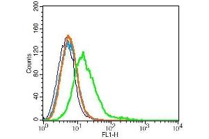 RSC96 cells probed with Rabbit Anti-Parkin/PARK2 Polyclonal Antibody. (Parkin antibody  (AA 361-465))