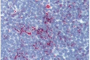 Anti-SENP1 antibody IHC of human thymus. (SENP1 antibody  (AA 28-59))