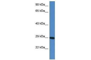 Western Blot showing Prrg3 antibody used at a concentration of 1.