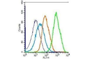 Mouse splenocytes probed with Rabbit Anti-JAK2 Polyclonal Antibody, Unconjugated . (JAK2 antibody  (AA 601-700))