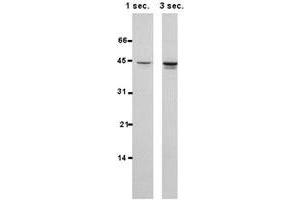 Western blot of HSPBP1 polyclonal antibody  in 15 ug/protein from MCF-7 cells per lane and probed with 1 : 1000 dilution of th affinity purified antibody.
