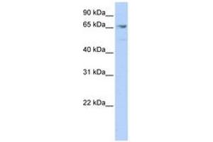 Image no. 1 for anti-Myocyte Enhancer Factor 2A (MEF2A) (C-Term) antibody (ABIN6742788) (MEF2A antibody  (C-Term))