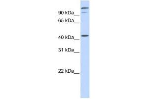 AFG3L2 antibody used at 1 ug/ml to detect target protein.