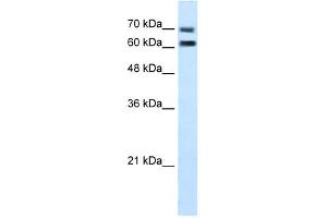 FAM55D antibody used at 5 ug/ml to detect target protein. (FAM55D antibody  (C-Term))