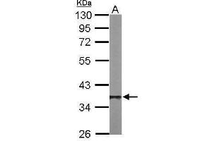 WB Image Sample (50 ug of whole cell lysate) A: Mouse brain 10% SDS PAGE antibody diluted at 1:1000