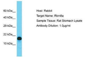 Host: Rabbit  Target Name: Rbm8a  Sample Tissue: Rat Stomach lysates  Antibody Dilution: 1. (RBM8A antibody  (N-Term))