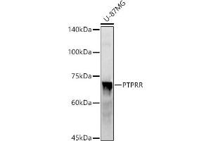 Western blot analysis of extracts of U-87MG cells, using PTPRR antibody (ABIN7269711) at 1:1000 dilution. (PTPRR antibody)