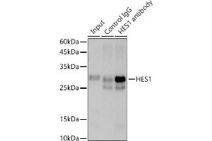 Immunoprecipitation analysis of 600 μg extracts of Rat testis cells using 3 μg HES1 antibody (ABIN7267624). (HES1 antibody)