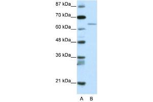 RFX5 antibody (20R-1188) used at 0. (RFX5 antibody  (N-Term))