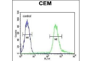 TSH2 Antibody (N-term) (ABIN651481 and ABIN2840262) flow cytometric analysis of CEM cells (right histogram) compared to a negative control cell (left histogram). (THNSL2 antibody  (N-Term))