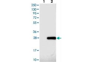 Western blot analysis of Lane 1: Negative control (vector only transfected HEK293T lysate), Lane 2: Over-expression Lysate (Co-expressed with a C-terminal myc-DDK tag (~3. (FAM96A antibody)