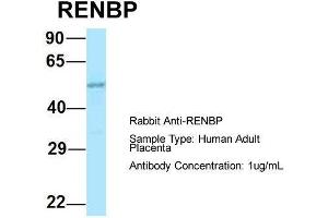 anti-Renin Binding Protein (RENBP) (N-Term) antibody