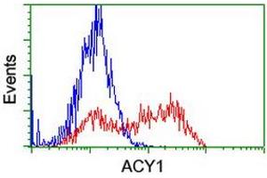 HEK293T cells transfected with either RC201284 overexpress plasmid (Red) or empty vector control plasmid (Blue) were immunostained by anti-ACY1 antibody (ABIN2454806), and then analyzed by flow cytometry. (Aminoacylase 1 antibody)