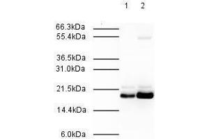 Affinity Purified Rabbit anti-MAD2L2 was used at a 1:500 dilution to detect human MAD2L2 by western blot. (MAD2L2 antibody  (AA 3-14))