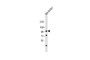 Anti-PROX1 Antibody  at 1:1000 dilution + SH-SY5Y whole cell lysate Lysates/proteins at 20 μg per lane. (PROX1 antibody  (N-Term))