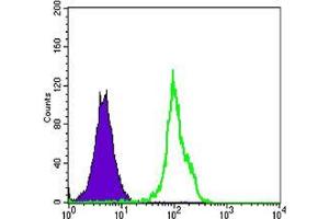 Flow cytometric analysis of HL-60 cells using BLK mouse mAb (green) and negative control (purple). (BLK antibody)