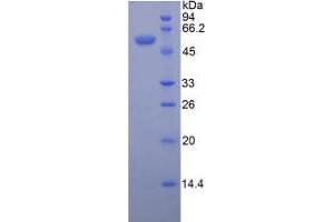 SDS-PAGE analysis of Mouse ENPP1 Protein.