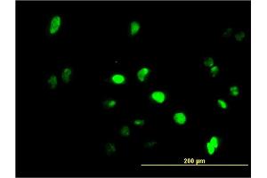 Immunofluorescence of monoclonal antibody to GFI1 on HeLa cell. (GFI1 antibody  (AA 1-91))