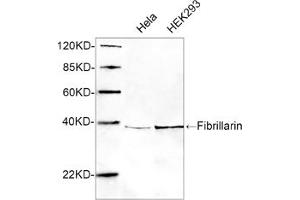 Western blot analysis of cell lysates using 1 µg/mL Rabbit Anti-Fibrillarin Polyclonal Antibody (ABIN398945) The signal was developed with IRDyeTM 800 Conjugated Goat Anti-Rabbit IgG. (Fibrillarin antibody  (AA 50-100))