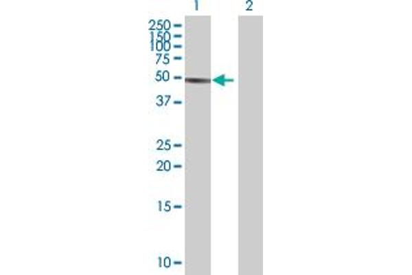 FBXO9 antibody  (AA 1-437)