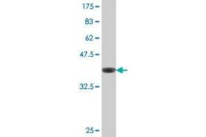 Western Blot detection against Immunogen (37. (NR2C2AP antibody  (AA 40-139))