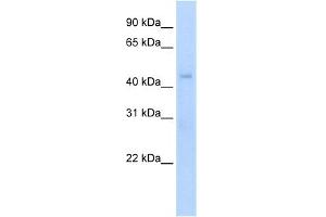 WB Suggested Anti-Rgs7 Antibody Titration:  5. (RGS7 antibody  (N-Term))