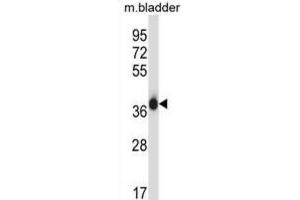 Western Blotting (WB) image for anti-Eukaryotic Translation Initiation Factor 2 Subunit 1 (EIF2S1) antibody (ABIN2997340) (EIF2S1 antibody)