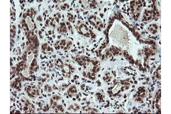 FATE1 antibody