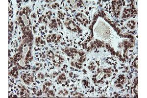 Image no. 14 for anti-Fetal and Adult Testis Expressed 1 (FATE1) antibody (ABIN1498222) (FATE1 antibody)