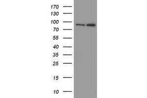 Image no. 1 for anti-Myoneurin (MYNN) (AA 10-300) antibody (ABIN1490791) (Myoneurin antibody  (AA 10-300))