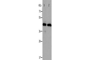 Western Blotting (WB) image for anti-PRKC, Apoptosis, WT1, Regulator (PAWR) antibody (ABIN2431757)