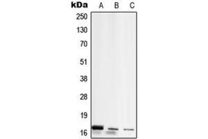 Western blot analysis of RPL26L1 expression in MCF7 (A), Raw264.