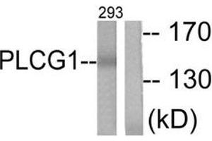 Western blot analysis of extracts from 293 cells, treated with EGF 200ng/ml 30', using PLCG1 (Ab-783) Antibody. (Phospholipase C gamma 1 antibody  (AA 751-800))