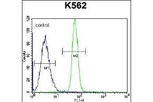 LRRC63 Antibody (C-term) (ABIN655839 and ABIN2845253) flow cytometric analysis of K562 cells (right histogram) compared to a negative control cell (left histogram).