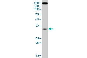 RNF2 monoclonal antibody (M09), clone 4A12. (RNF2 antibody  (AA 192-290))