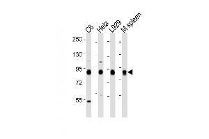 All lanes : Anti-Rps6ka1 Antibody (C-term) at 1:2000 dilution Lane 1: C6 whole cell lysates Lane 2: Hela whole cell lysates Lane 3:  whole cell lysates Lane 4: mouse spleen lysates Lysates/proteins at 20 μg per lane. (RPS6KA1 antibody  (C-Term))