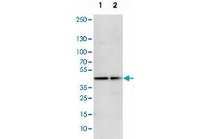 Western blot analysis of cell lysates with FAM172A polyclonal antibody  at 1:250-1:500 dilution.