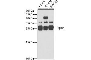Western blot analysis of extracts of various cell lines, using QDPR antibody (ABIN6127808, ABIN6146531, ABIN6146532 and ABIN6221400) at 1:3000 dilution. (QDPR antibody  (AA 1-244))